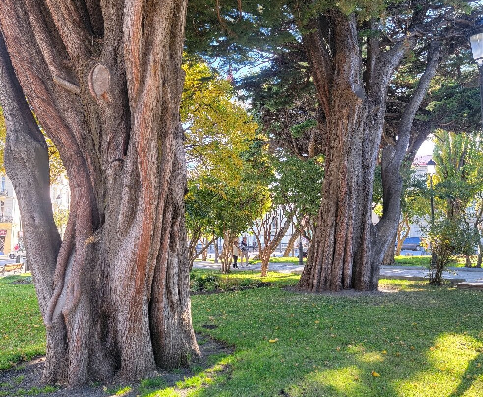 Plaza de Armas-蓬塔阿雷纳斯必去景点