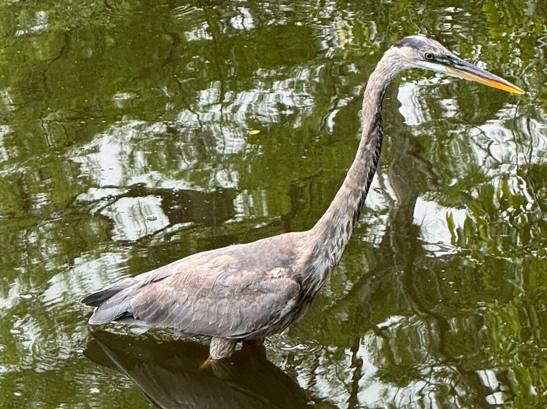 螺旋沼泽鸟兽禁猎区-那不勒斯必去景点