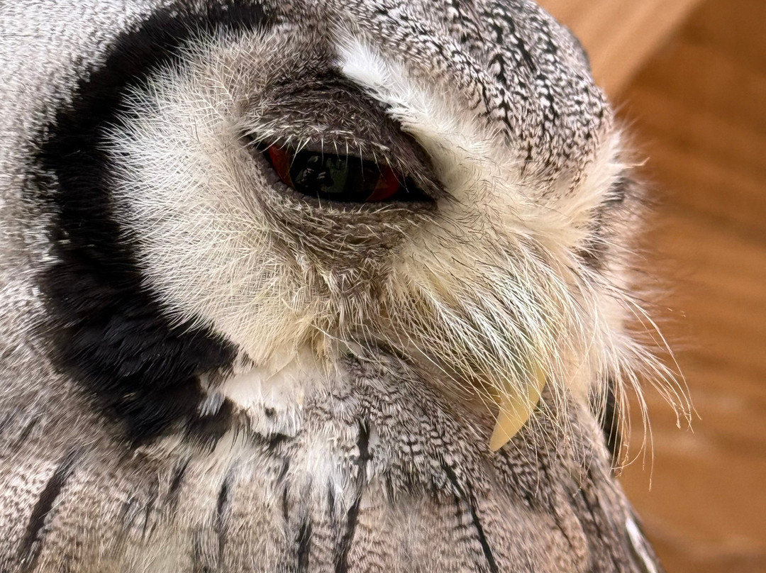 Surrey Hills Falconry景点图片