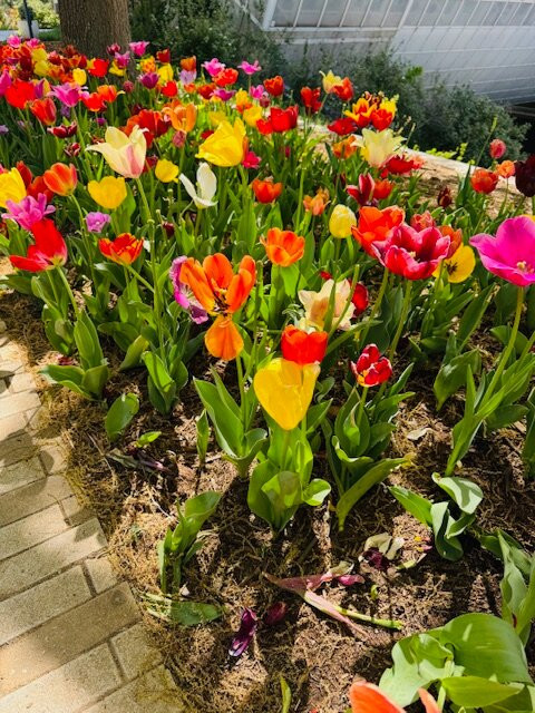 Myriad Botanical Gardens-俄克拉何马城必去景点