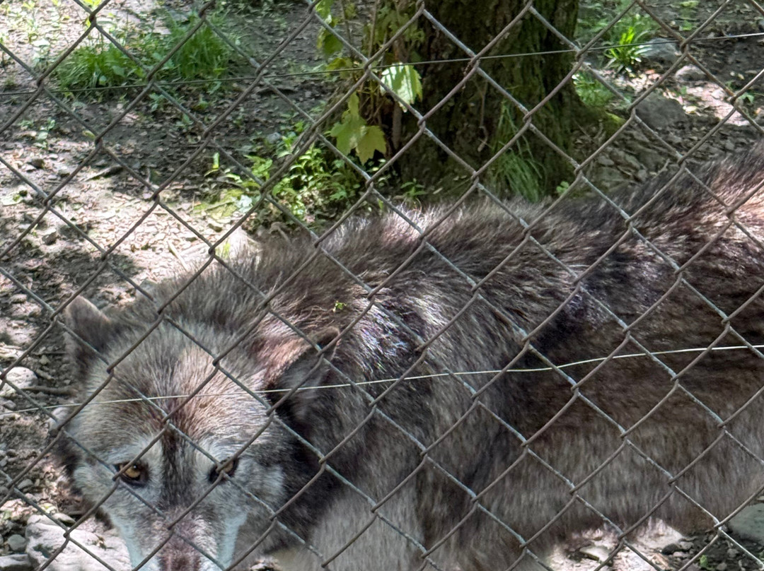 Lakota Wolf Preserve景点图片