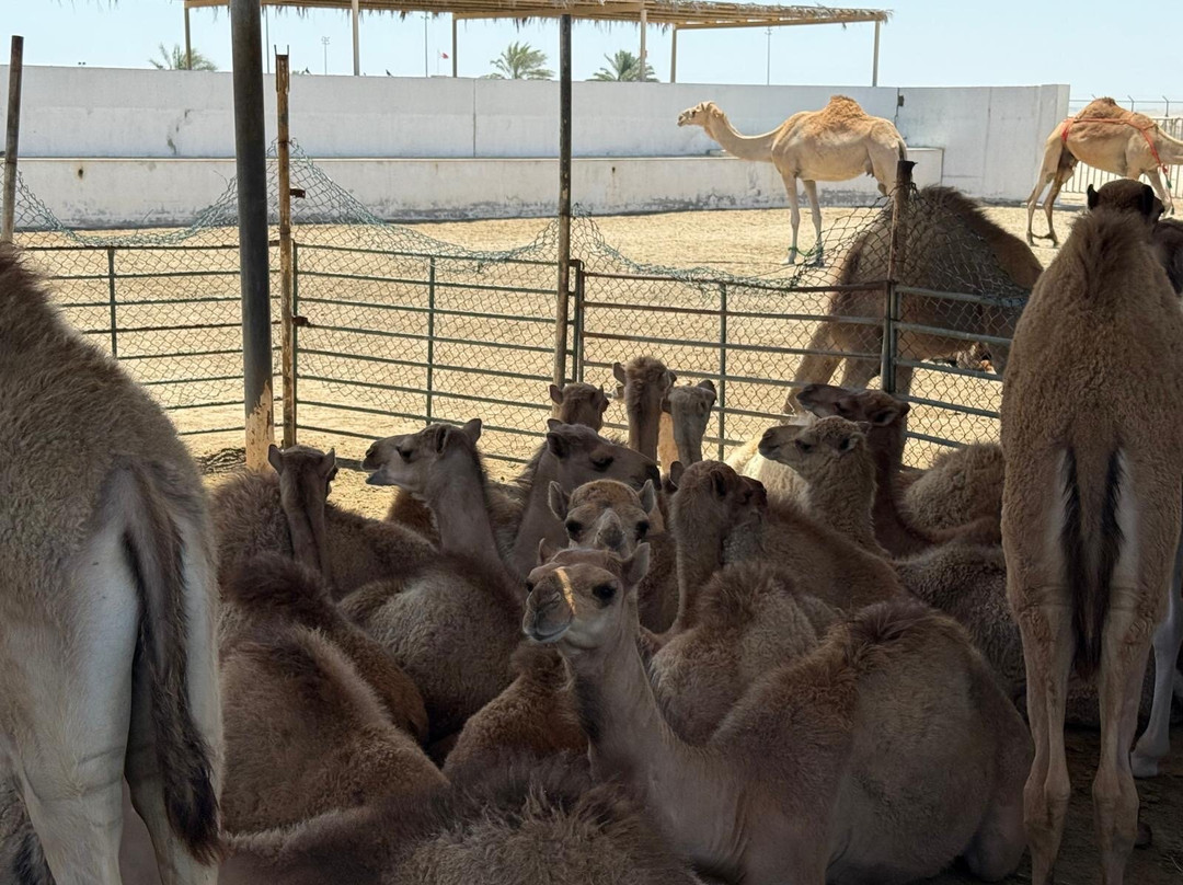 Royal Camel Farm-麦纳麦必去景点