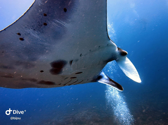 All 4 Diving Indonesia-沙努尔必去景点