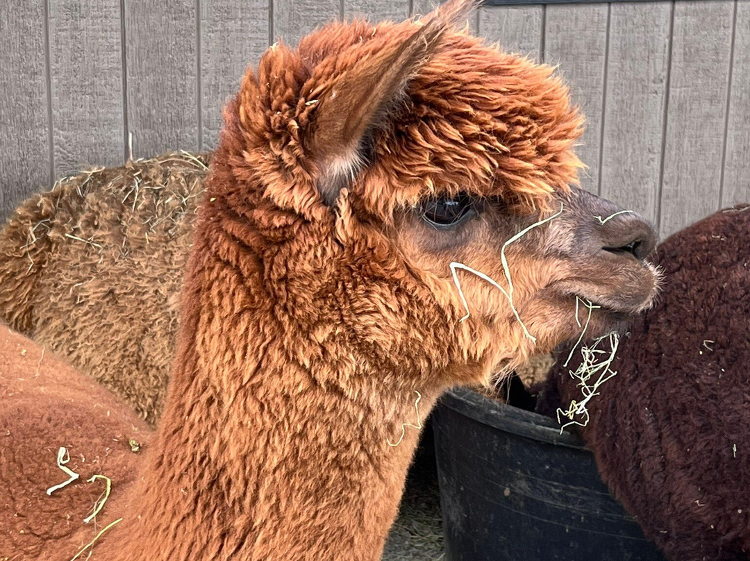 Alpacas Charlevoix-Les Eboulements必去景点