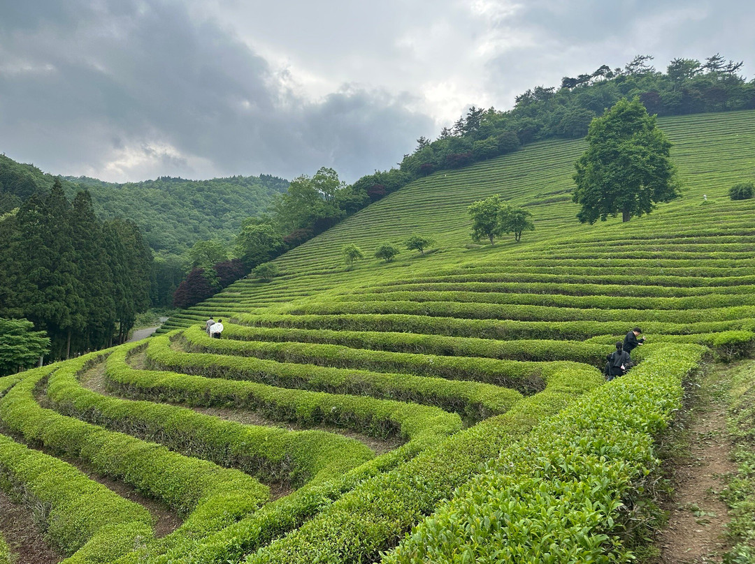 Boseong Green Tea Field Daehan Dawon-宝城郡必去景点