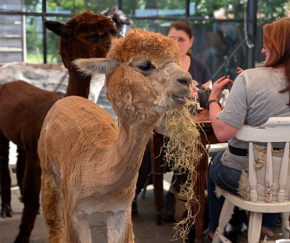 Alpaca Eco Farm景点图片