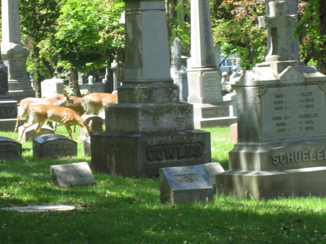 林茵墓园-水牛城必去景点