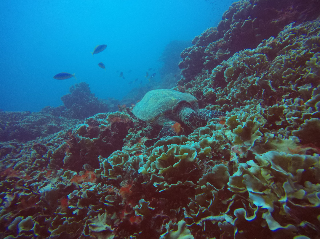 Whitetip Marine Adventures - Fiji-丹娜努岛必去景点