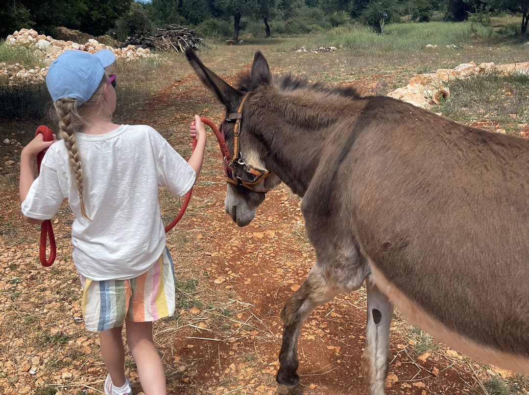 Donkey Trekking Kefalonia-萨米必去景点