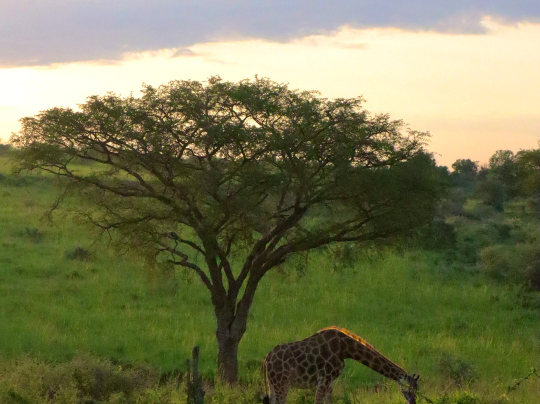 Steadfast Safaris-坎帕拉必去景点