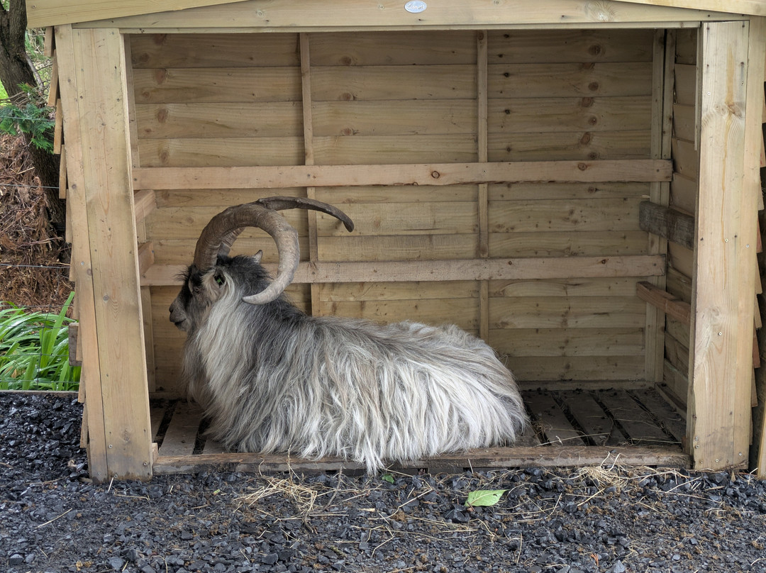 Old Irish Goat Centre景点图片