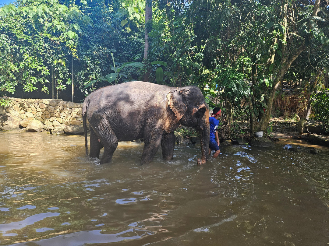 Samui Elephant Spa