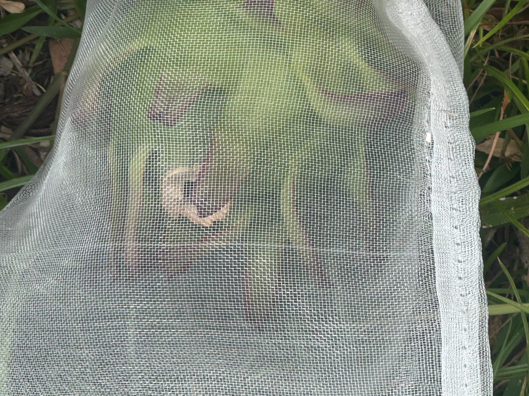 Maui Dragon Fruit Farm-拉海纳必去景点