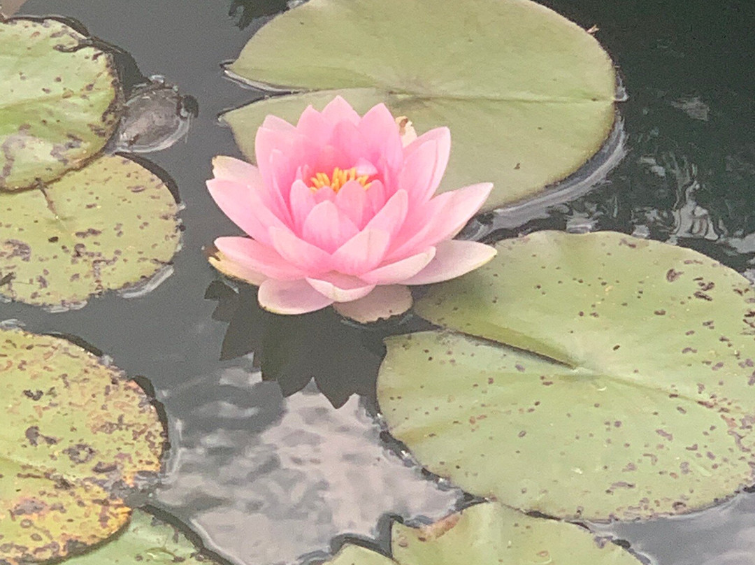 Borde Hill Garden-Haywards Heath必去景点