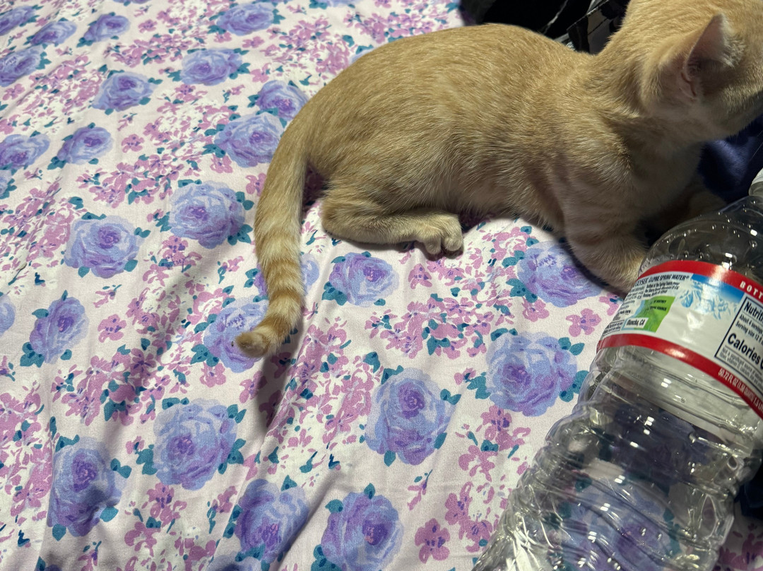 Cat Cafe Maui-卡胡卢伊必去景点