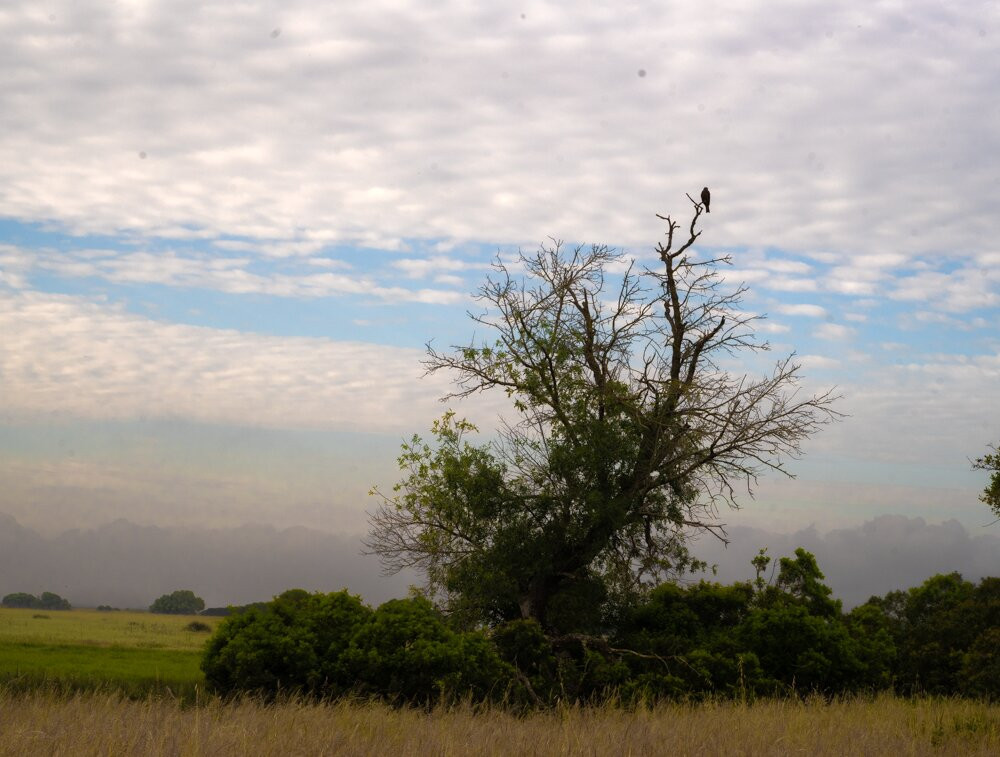 Discovering Donana-El Rocio必去景点