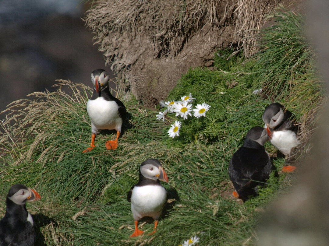 Eyjatours-韦斯特曼纳群岛必去景点