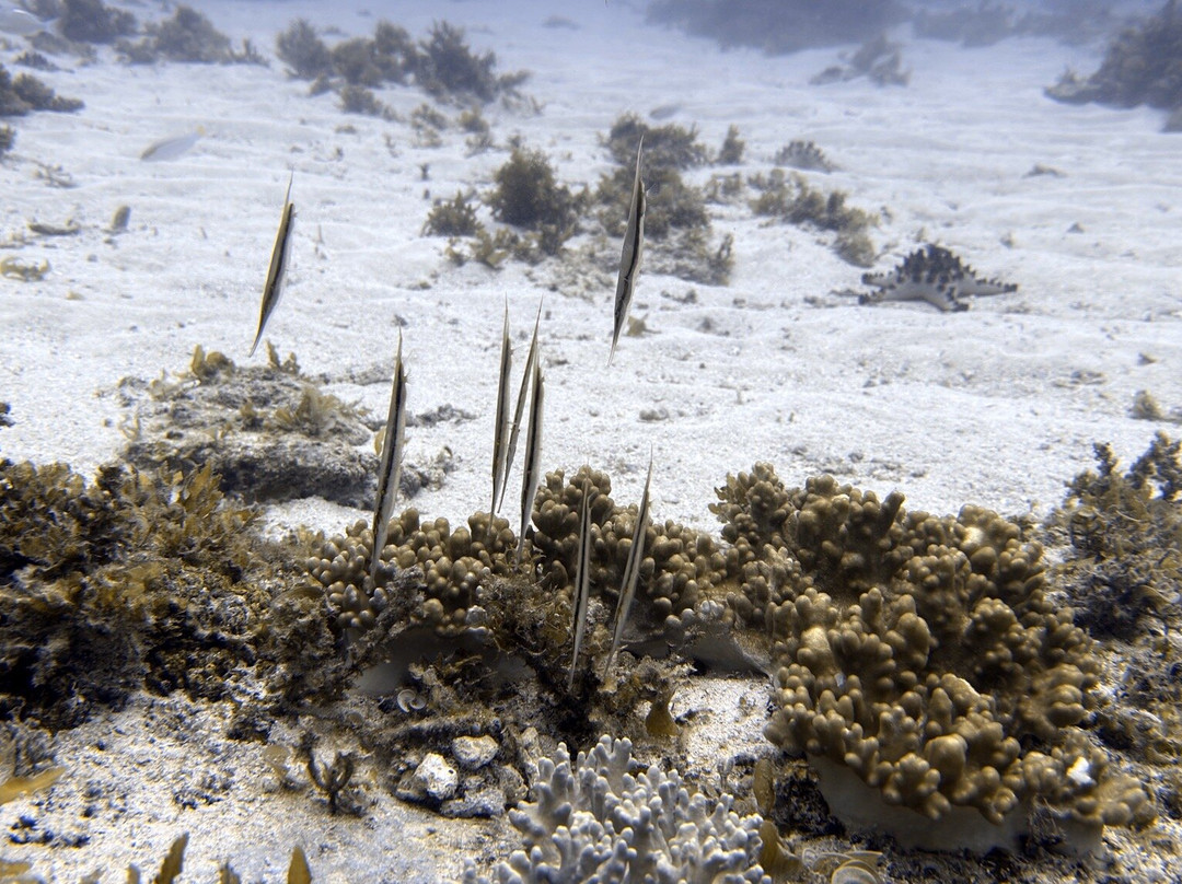 Seaquest潜水中心-塔拉瓦环礁必去景点