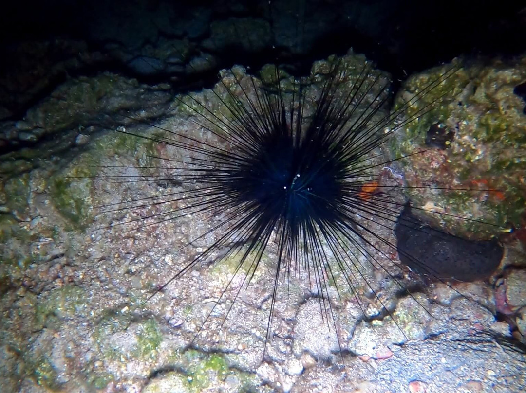 Diving Centre Blue Dolphin-Elounda必去景点