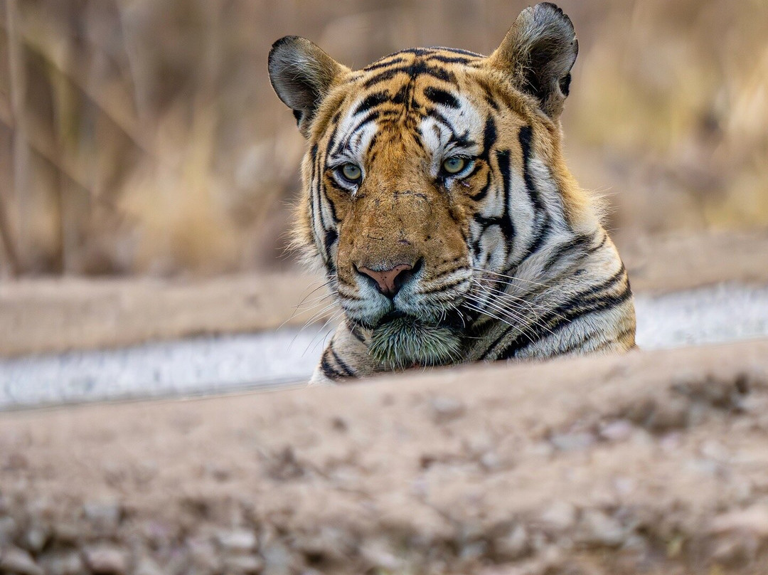 Eriline Resorts主图