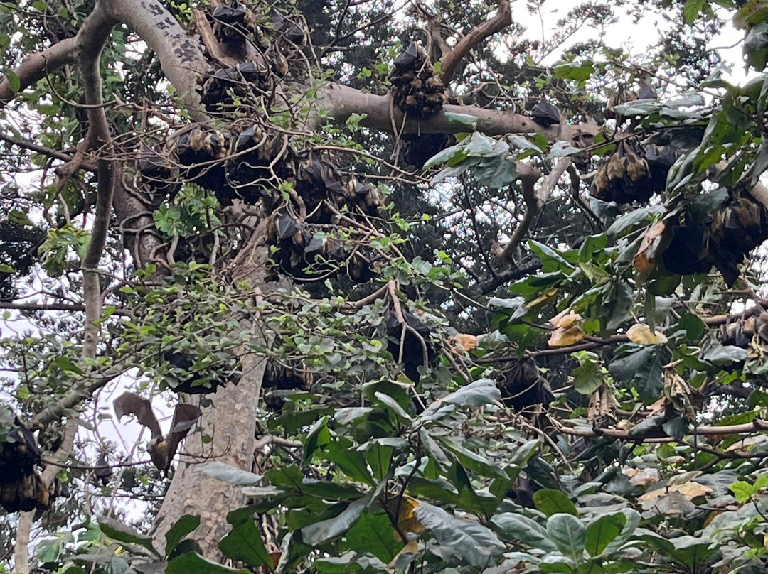 Tunduru Botanical Gardens-马布多必去景点