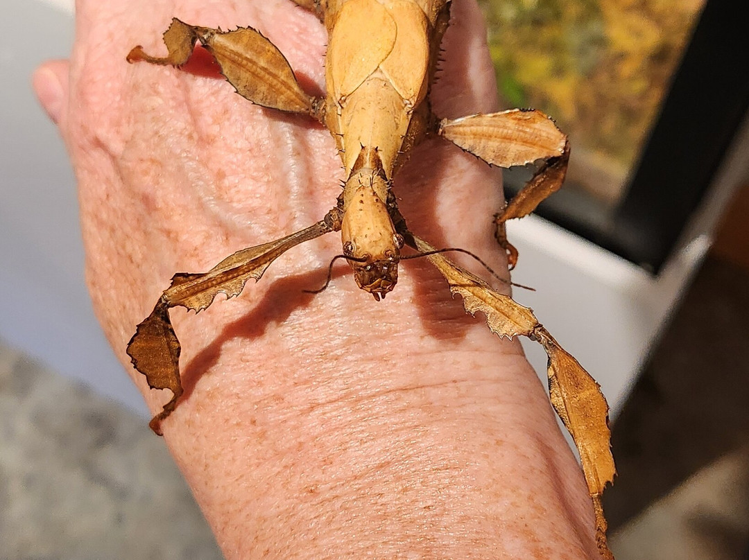 Newfoundland Insectarium-Reidville必去景点