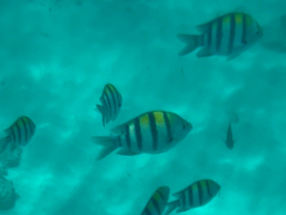 Fun Divers Zanzibar-孥归必去景点