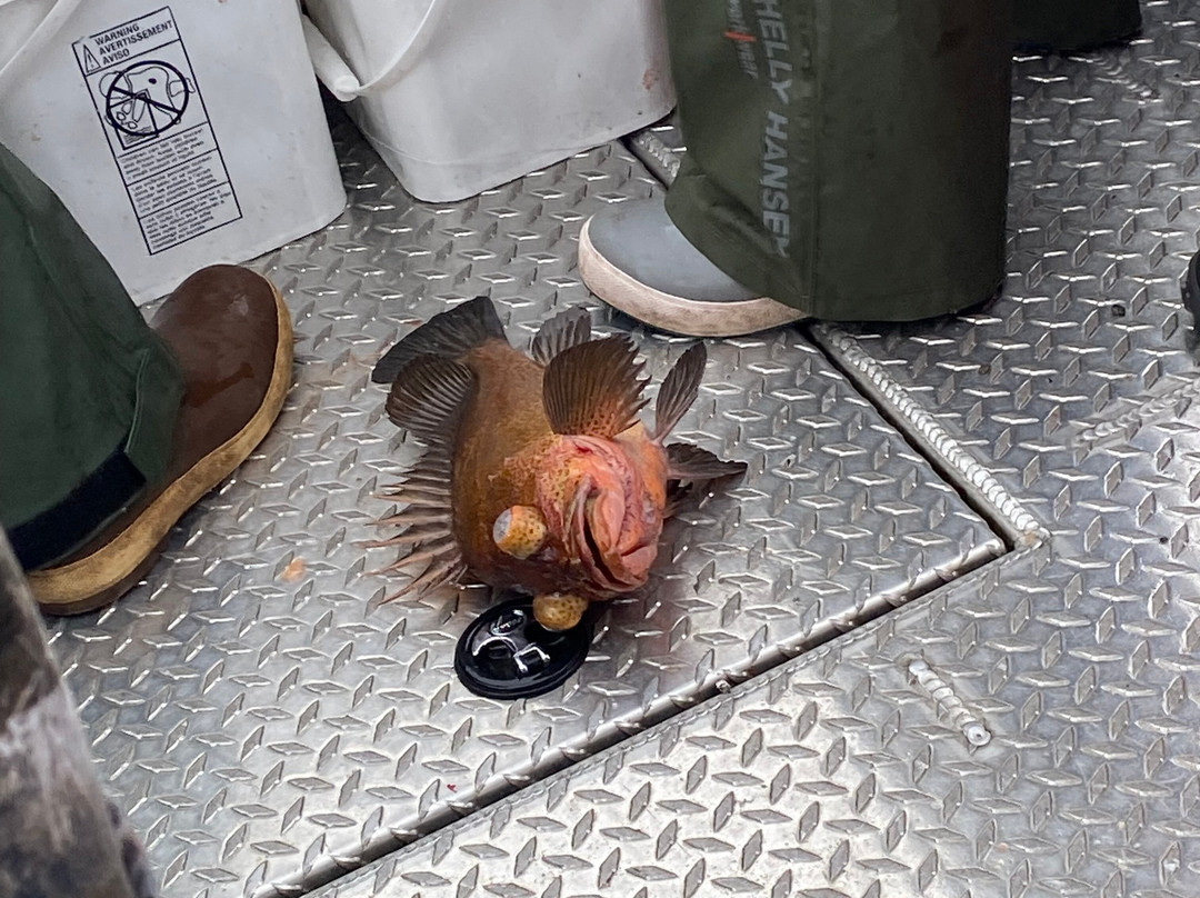 Baranof Fishing Excursions-凯奇坎必去景点