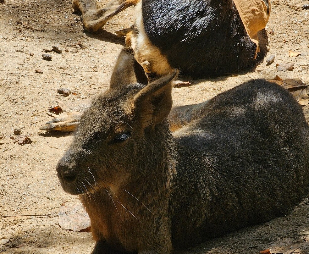 Zoo Santo Inácio-加亚新城必去景点