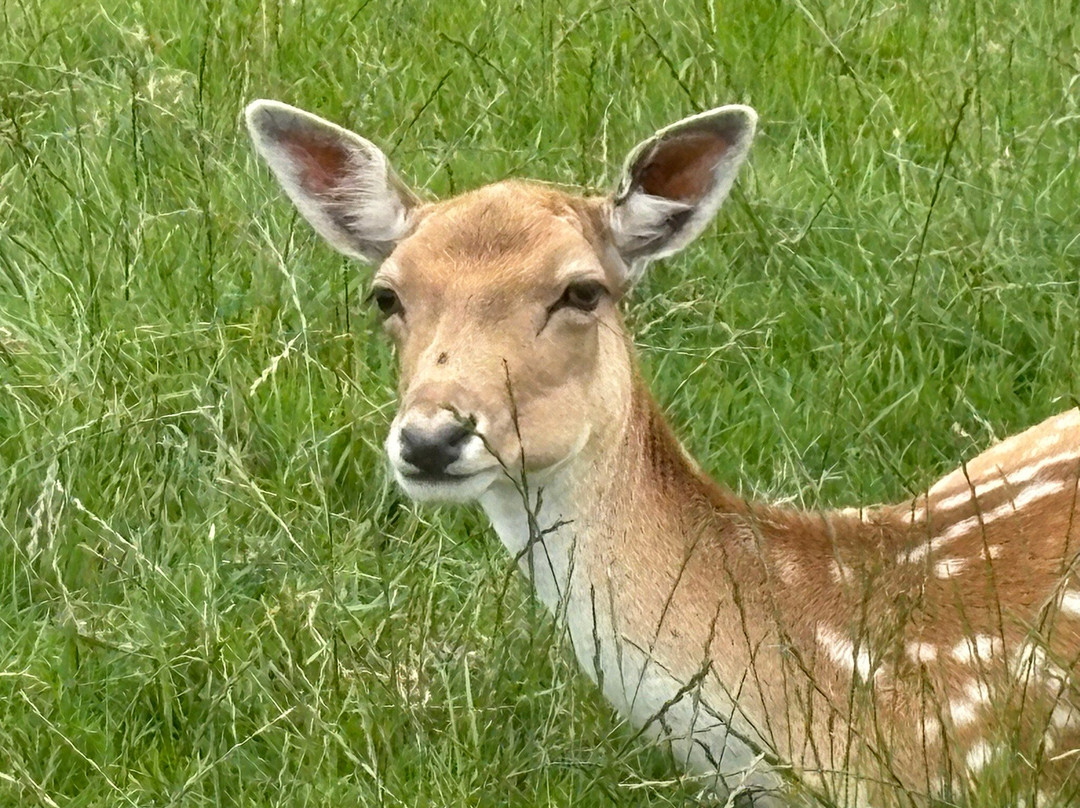 Great Wedlock Farm & Deer Park-腾比必去景点