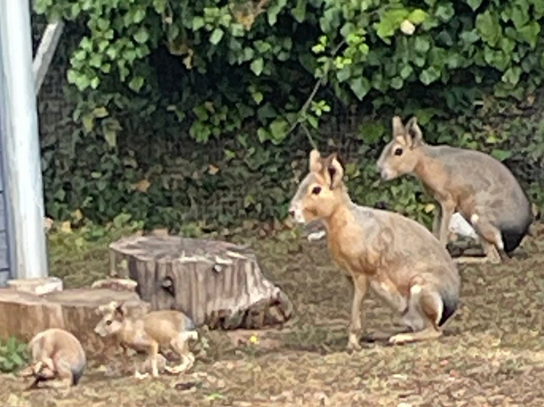Tropiquaria Zoo-Washford必去景点