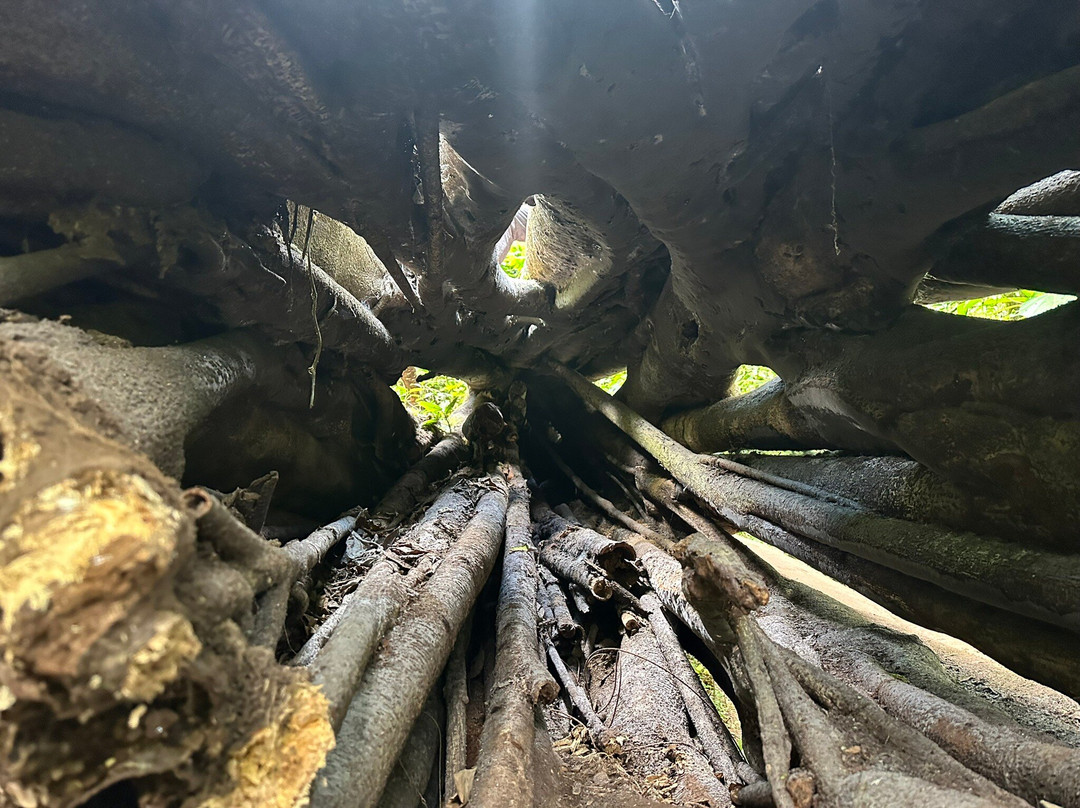 Tamblingan Jungle Trek And Lake Canoe Expedition-Buleleng必去景点