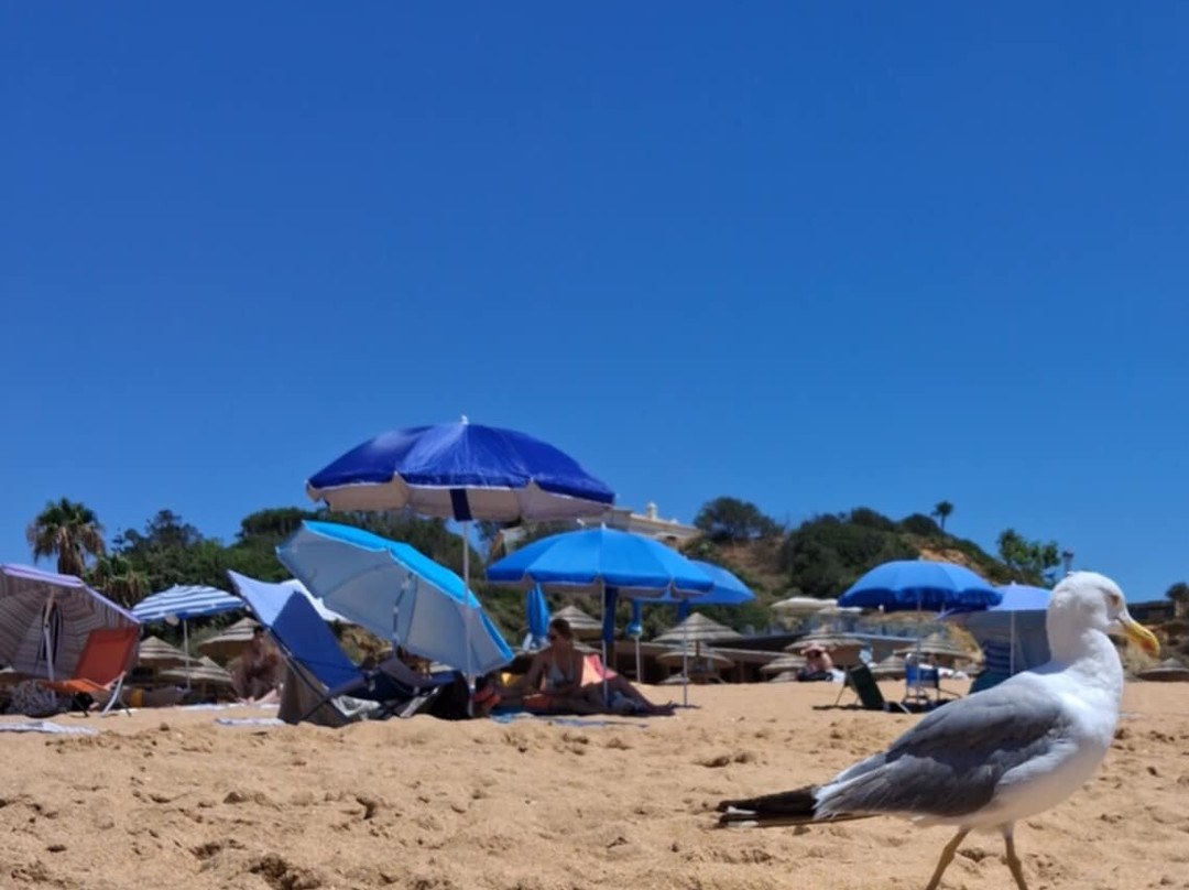 Praia dos Alemães-阿尔布赞拉必去景点