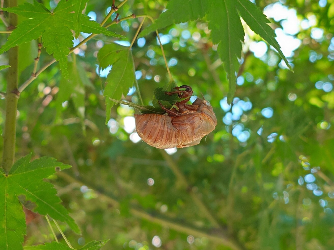 Ninjin Park-Hakataekimae必去景点