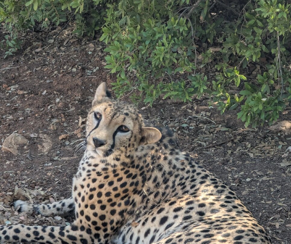 Al Ma'wa for Nature and Wildlife-杰拉什必去景点