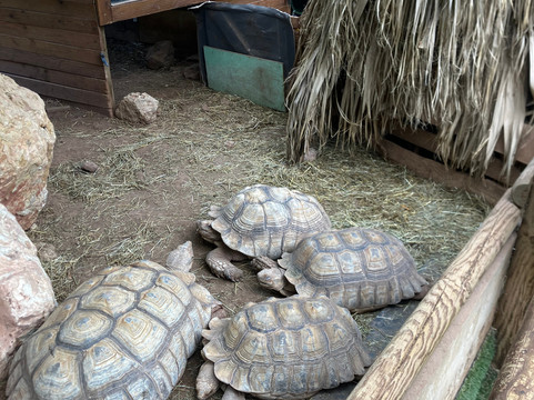 Le Village des Tortues - Tortupôle France-Carnoules必去景点