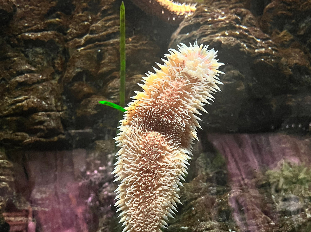 Bioparc Acuario De Gijón-希洪必去景点