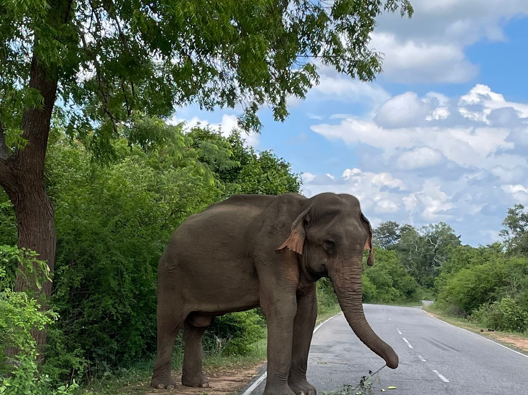 Motorbike tours by Thushan-班托塔必去景点