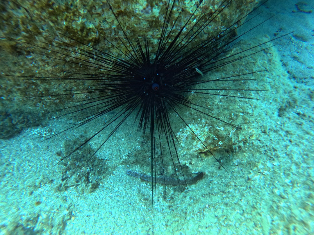 Arian Diving Centre-卡达米那必去景点