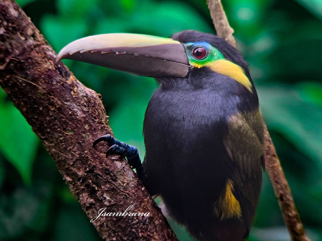 Tapir Valley Nature Reserve-Bijagua de Upala必去景点
