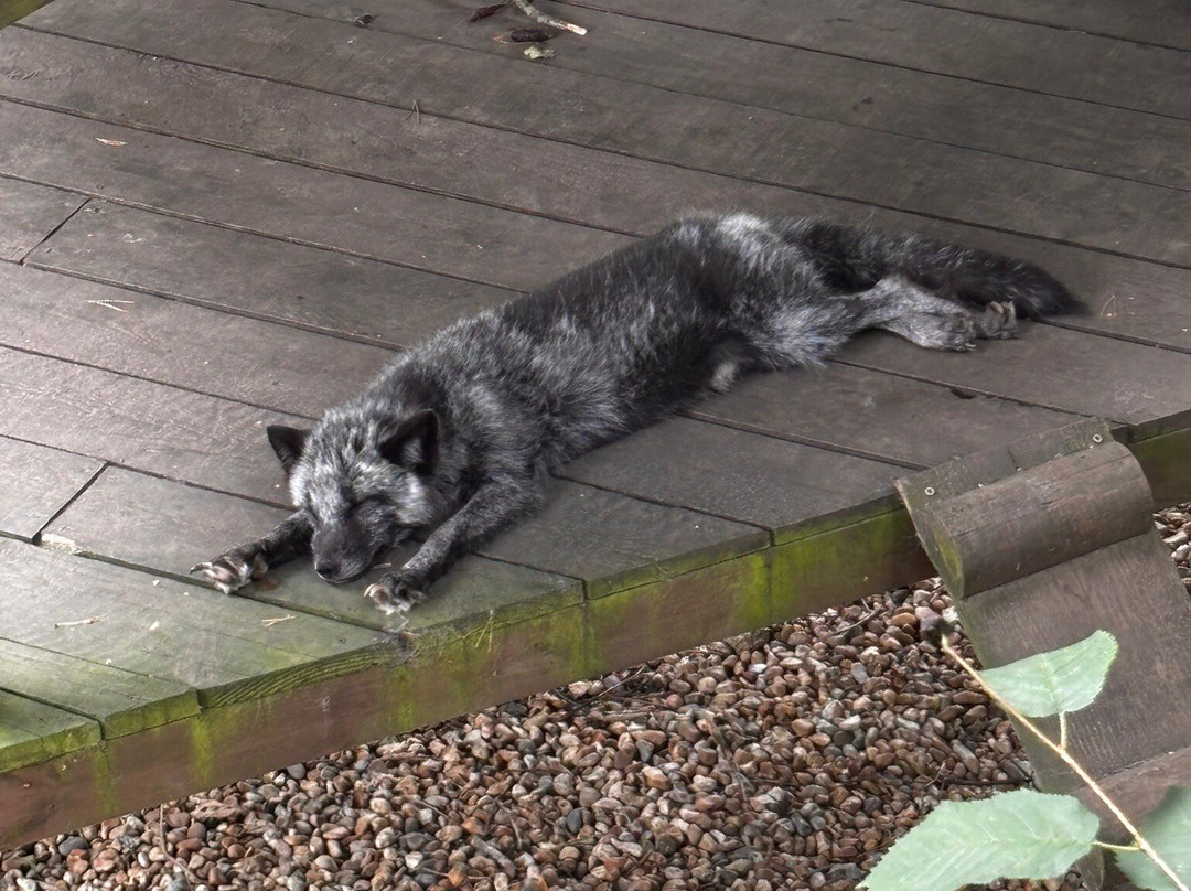 Wildwood Trust-Herne Bay必去景点