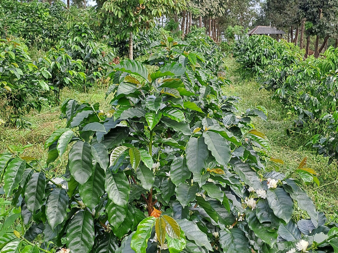Micofam Lombok Coffee-Sapit必去景点
