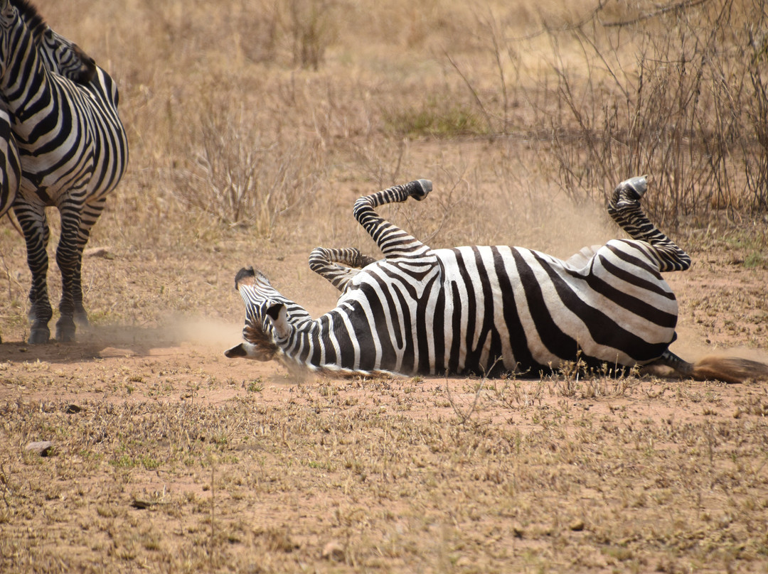 It Started in Africa-阿鲁沙必去景点