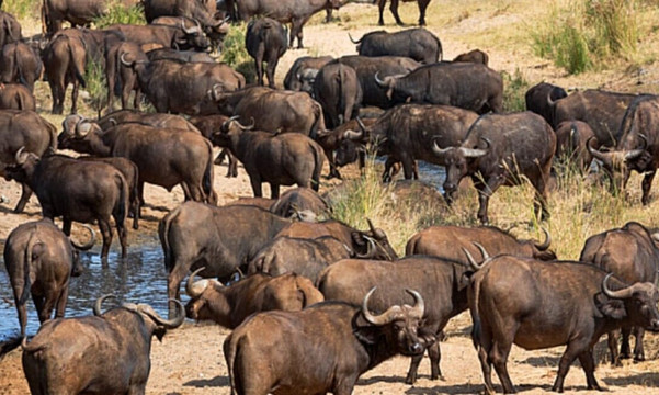 Ashridge Safaris & Guesthouse-雾观必去景点