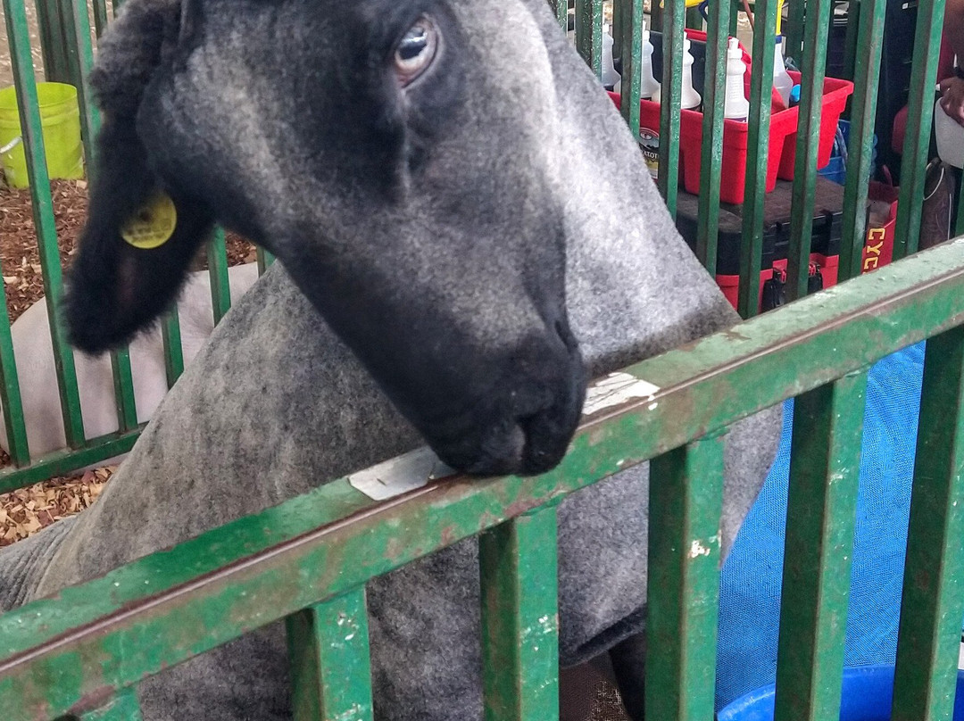 Iowa State Fairgrounds-得梅因必去景点