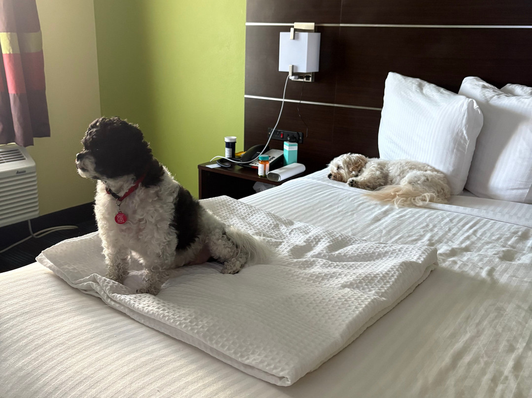 SureStay By Best Western Manning主图