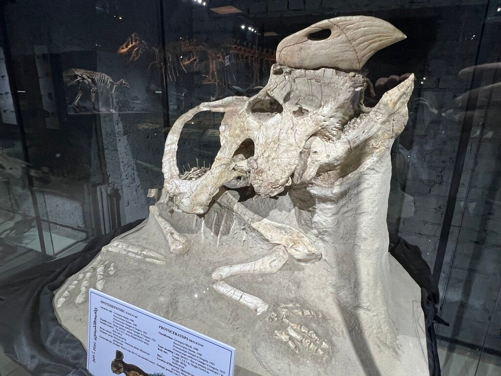 The Natural History Museum Of Mongolia-乌兰巴托必去景点
