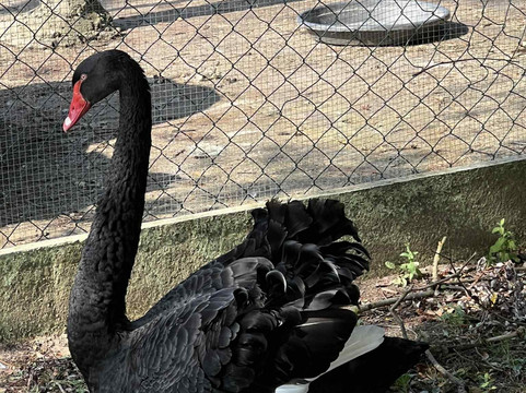 Parc des Grands Félins-Saint-Leger-en-Bray必去景点