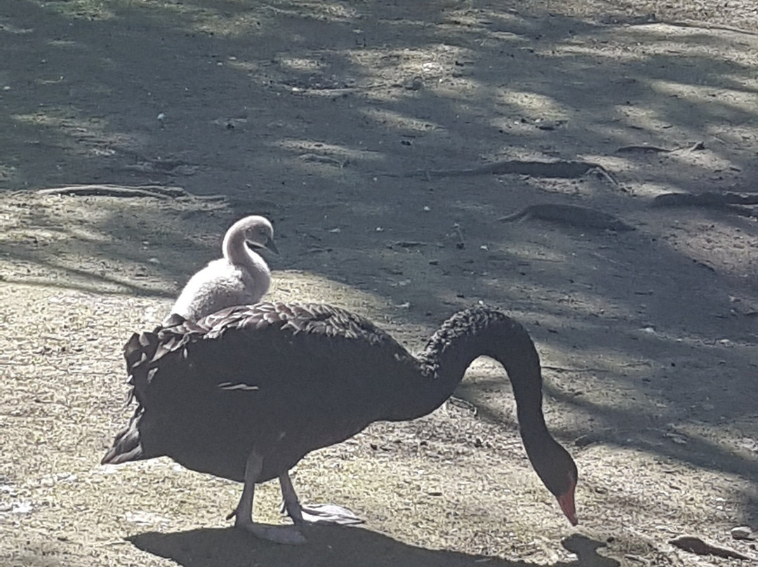 Tierpark Ströhen - Der Entdeckerzoo-Strohen必去景点