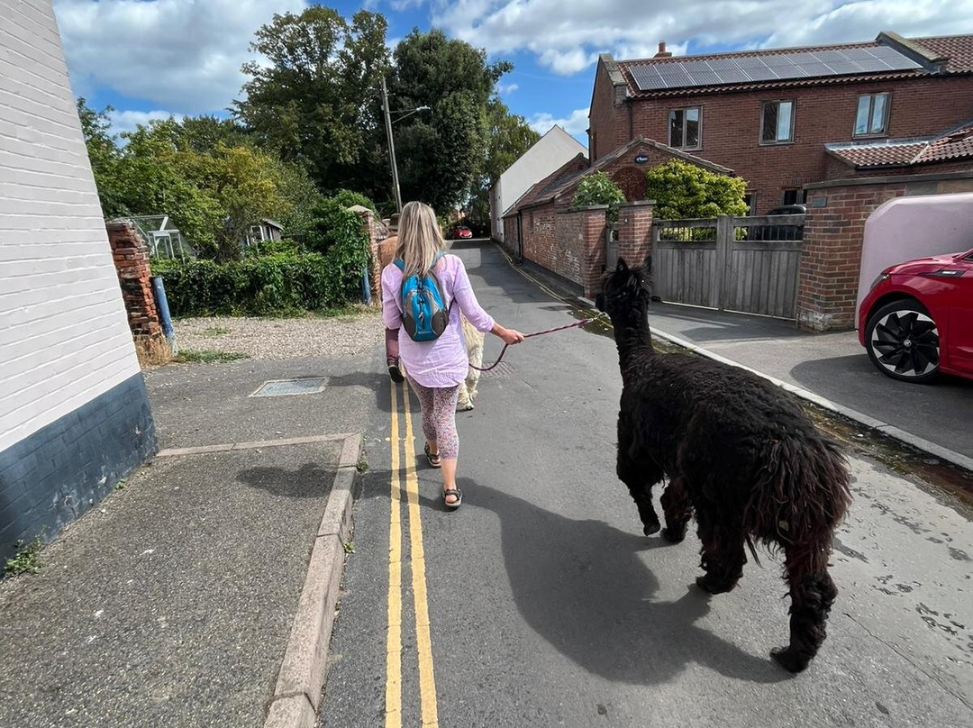 Alpaca Trekking-Wells-next-the-Sea必去景点